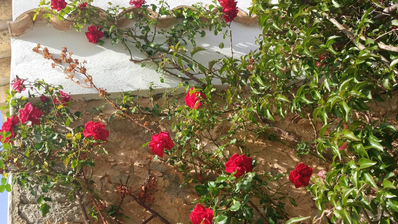 Photo of Outdoor in Sant Joan de Labritja