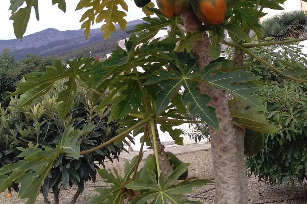 Photo of Outdoor in Arafo