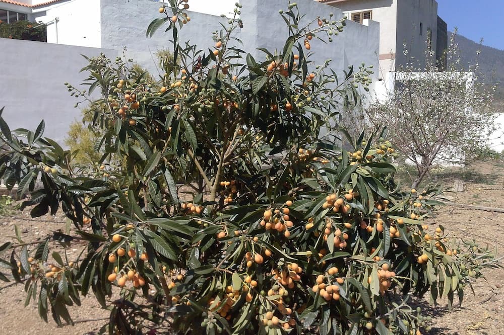 Photo of Outdoor in Arafo
