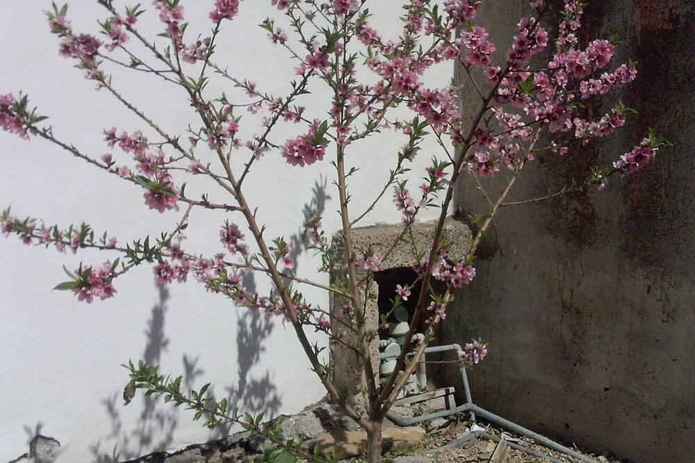 Photo of Outdoor in Arafo