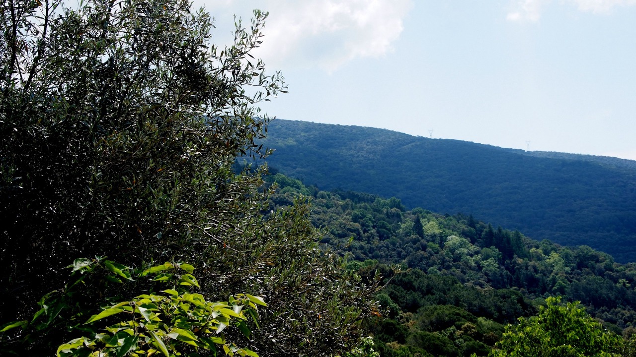 Photo of Others in Montseny