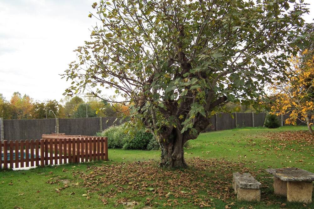 Photo of Outdoor in Corts