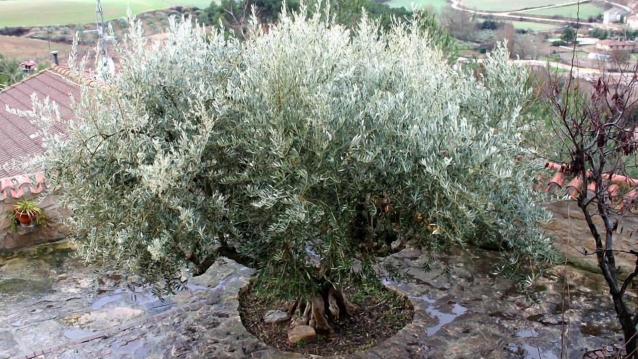 Photo of Outdoor in Sansol