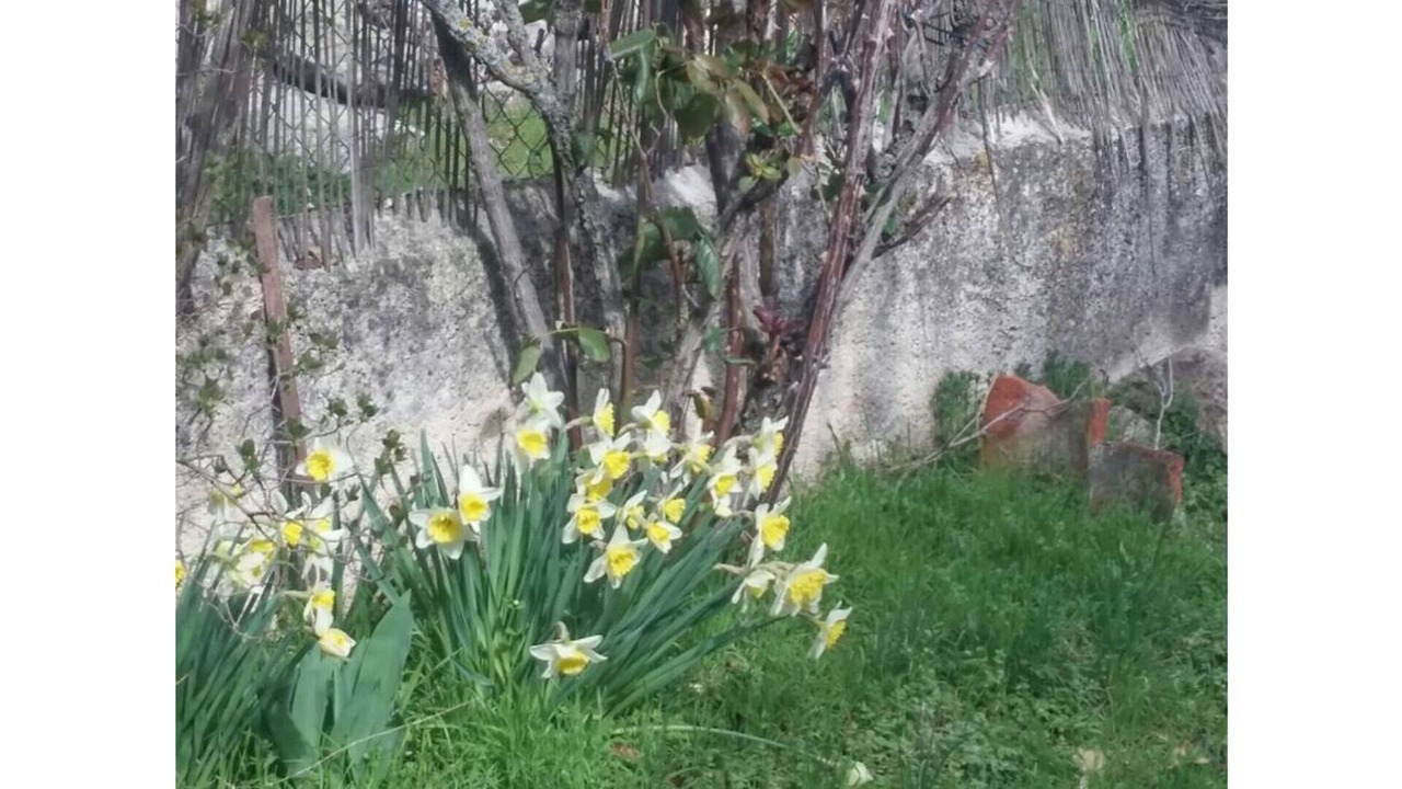 Photo of Outdoor in Basardilla