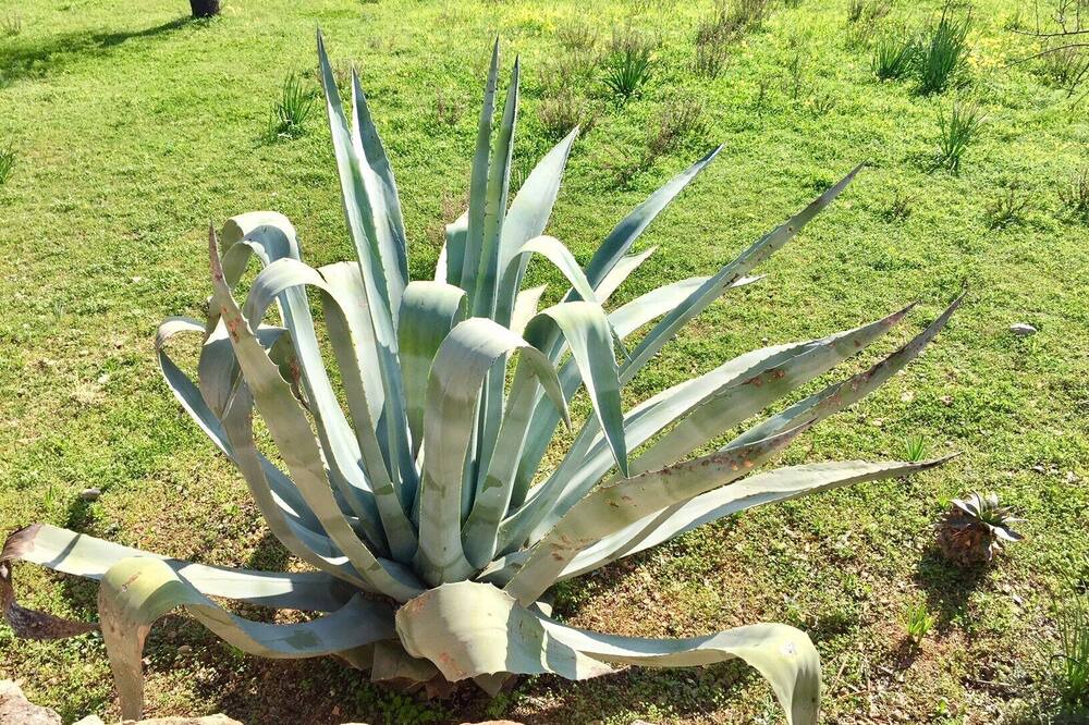 Photo of Outdoor in Andraitx