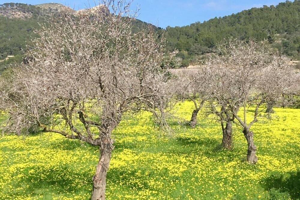 Photo of Outdoor in Andraitx