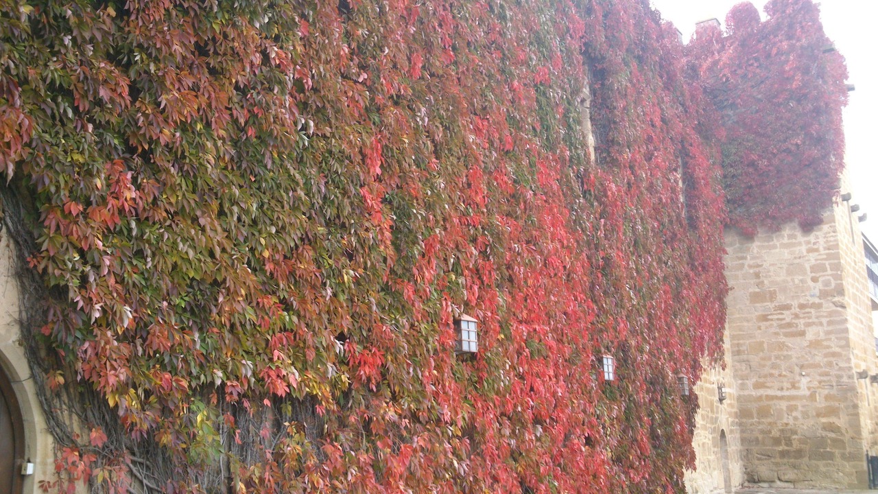 Photo of Outdoor in Olite