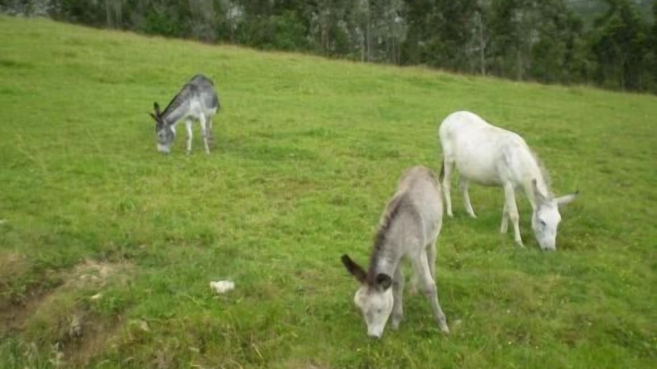 Photo of Outdoor in Camango