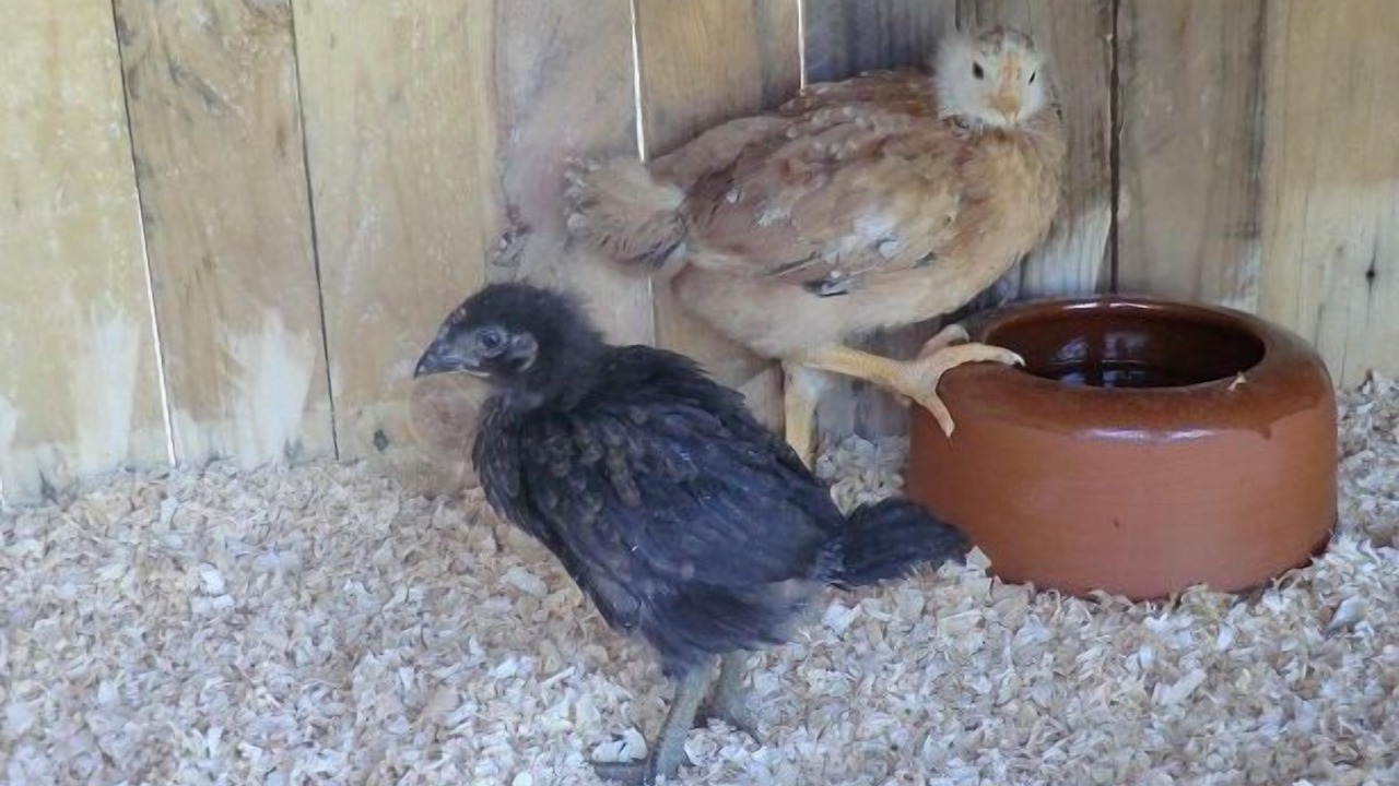 Photo of Others in Llampaies