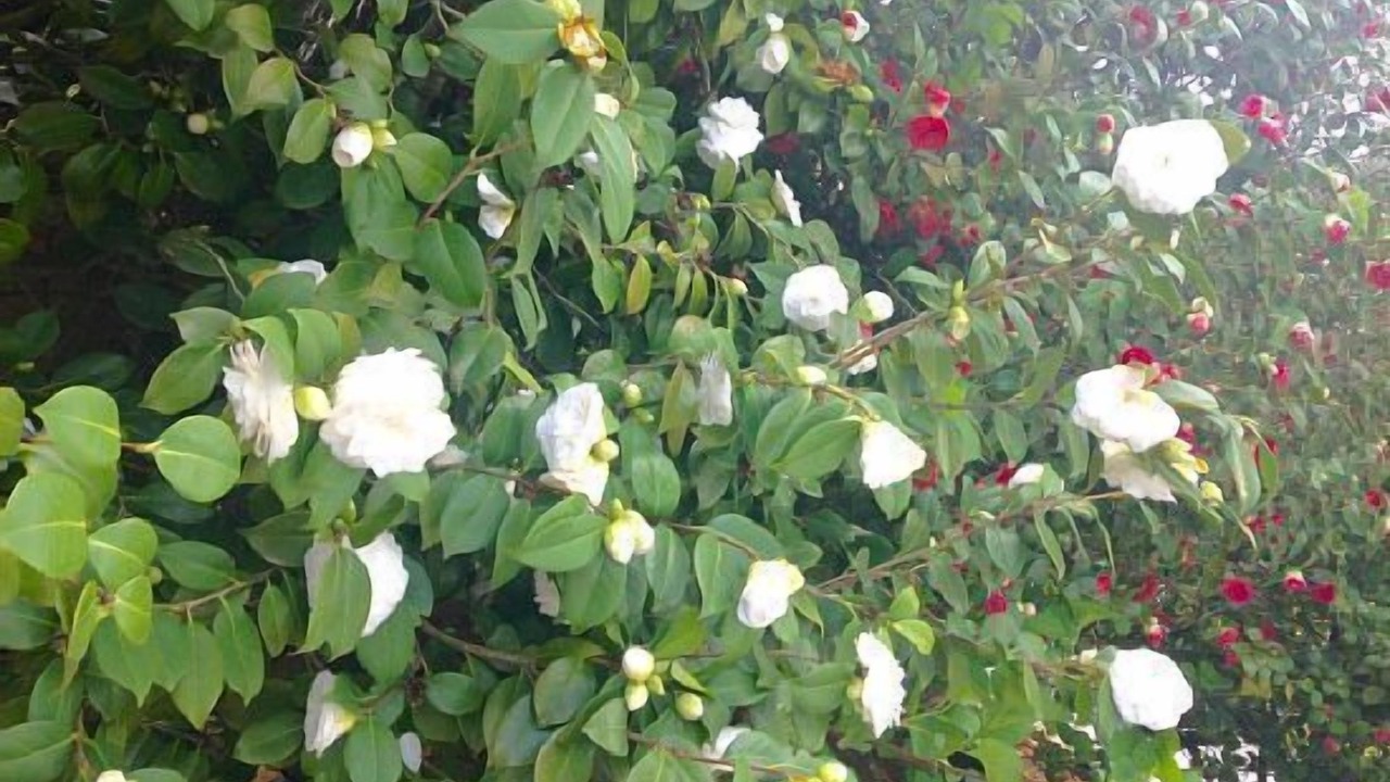 Photo of Outdoor in Arbucies