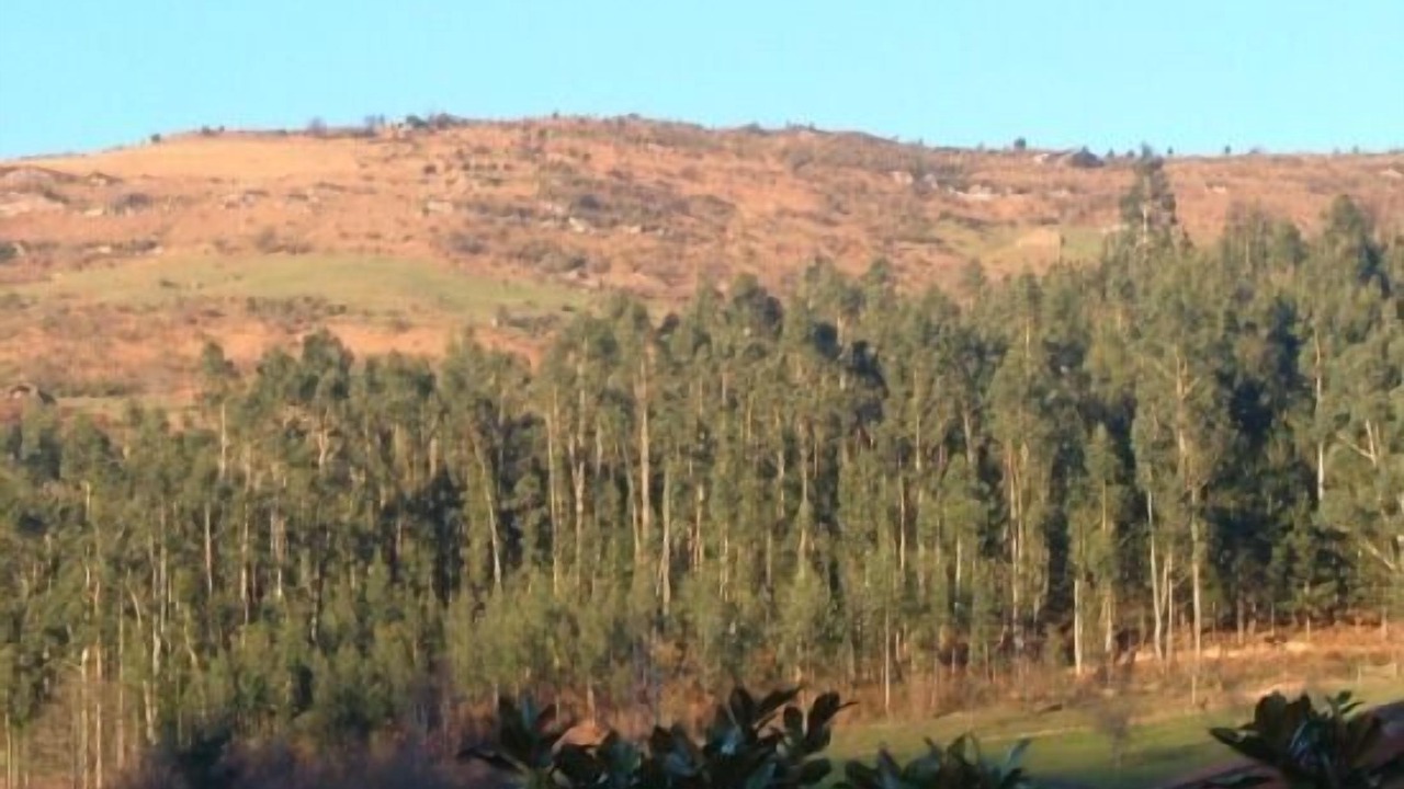 Photo of Others in Celis