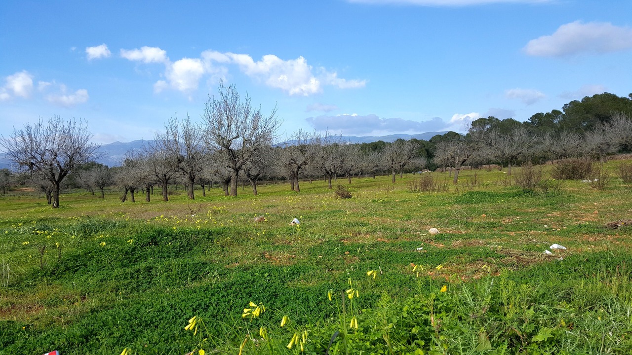 Photo of Outdoor in Es Garrovers