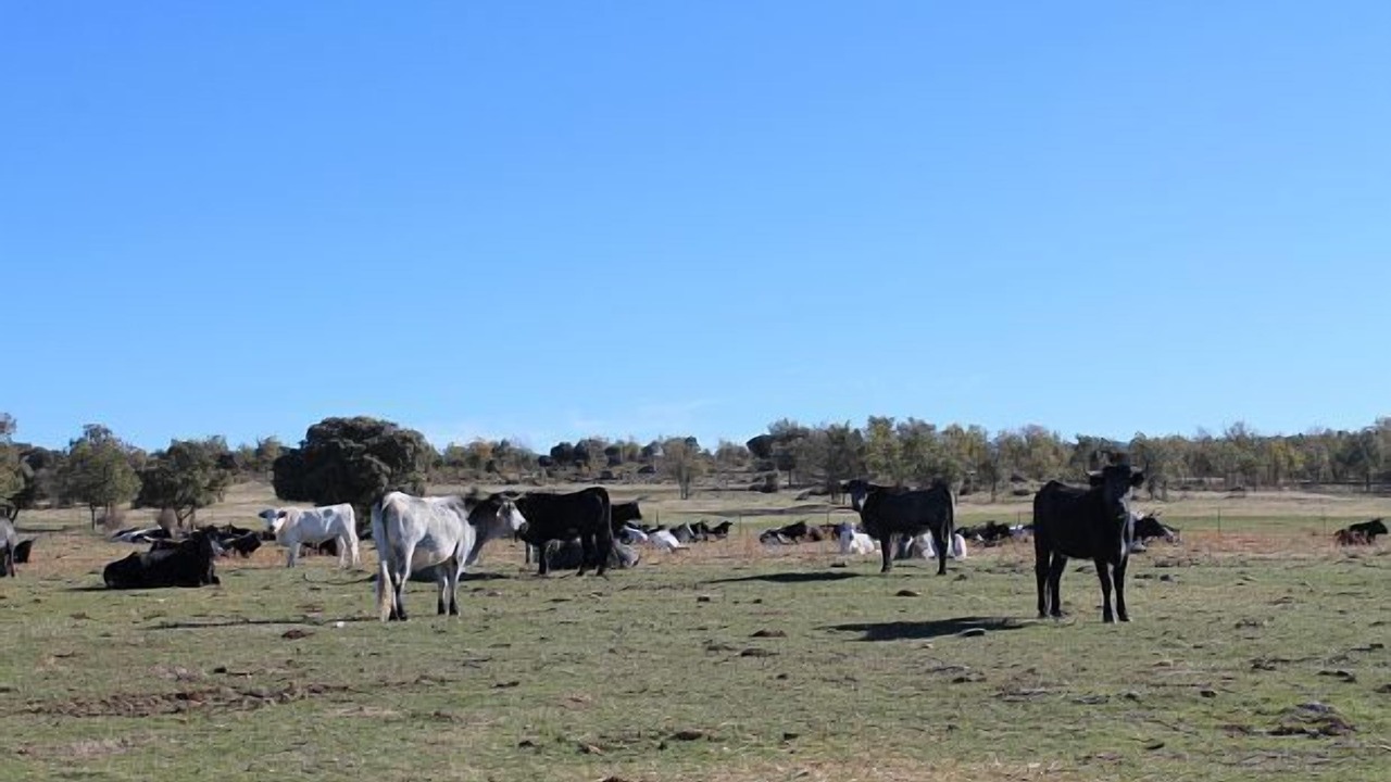 Photo of Others in Cubillo