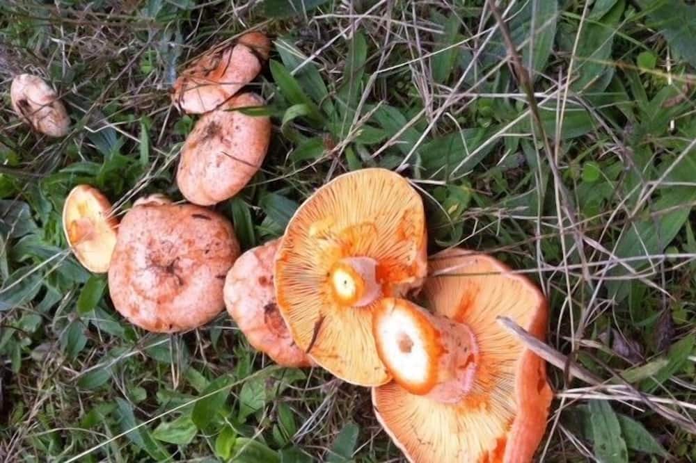 Photo of Outdoor in Ona