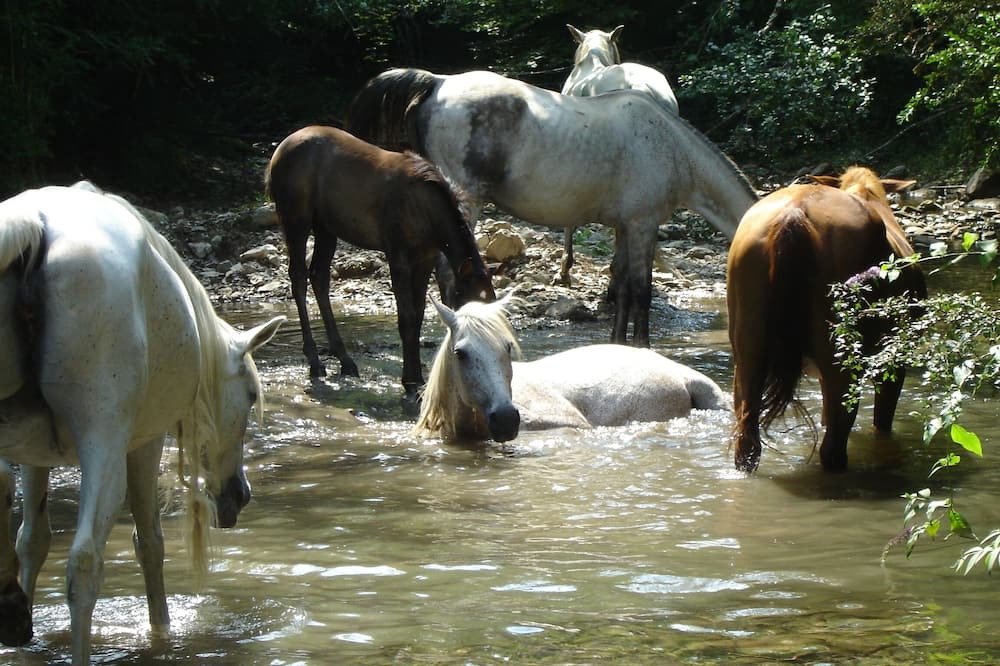 Photo of Others in Mollo