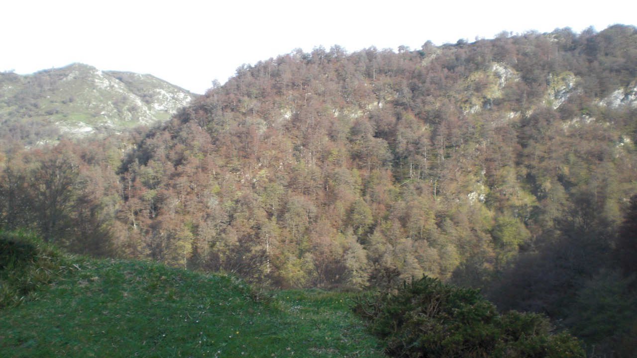 Photo of Outdoor in Ponga