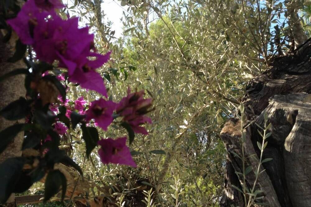 Photo of Others in Sant Joan de Labritja