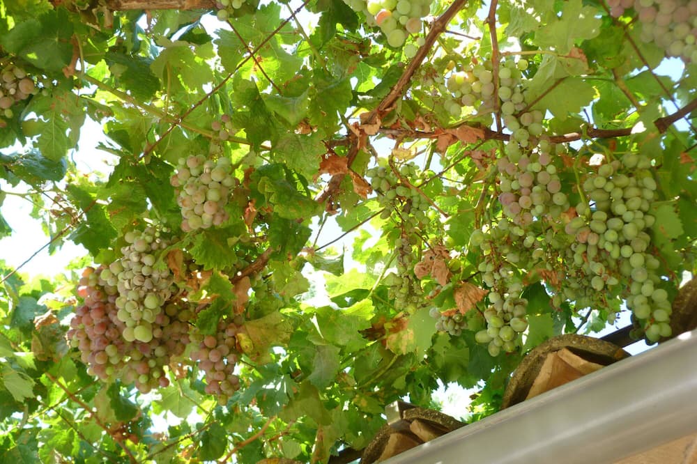 Photo of Outdoor in Biniaraix