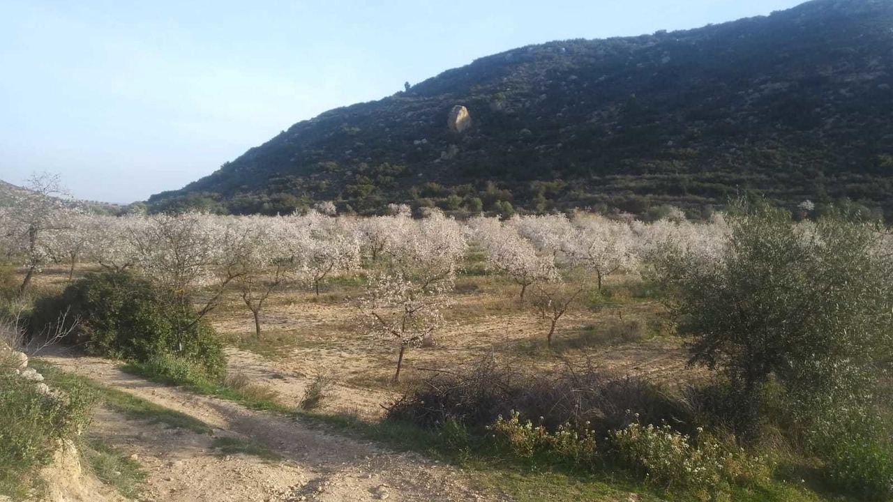 Photo of Outdoor in Castelldans