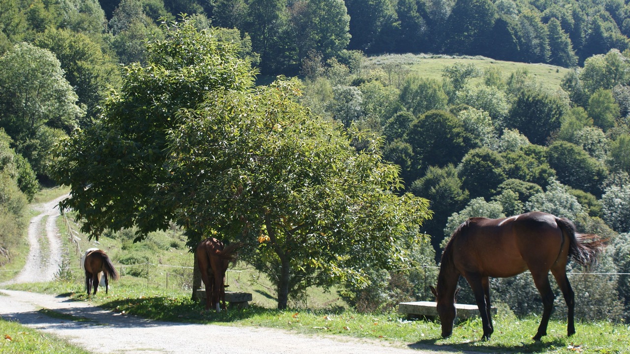 Photo of Outdoor in Mollo