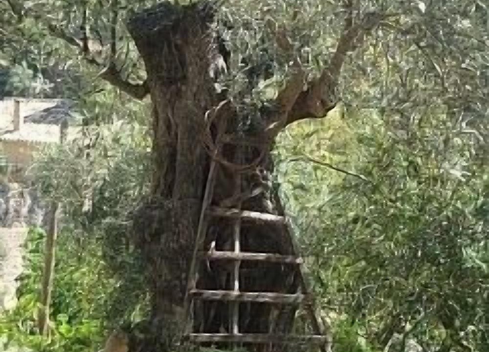 Photo of Outdoor in Fornalutx
