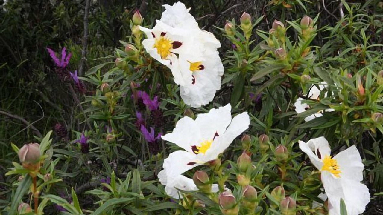 Photo of Outdoor in Berzosa del Lozoya