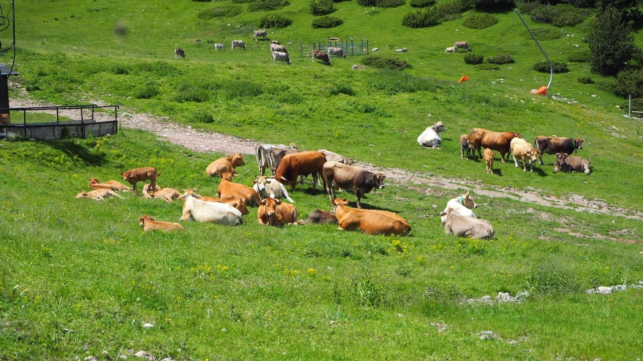 Photo of Others in La Molina