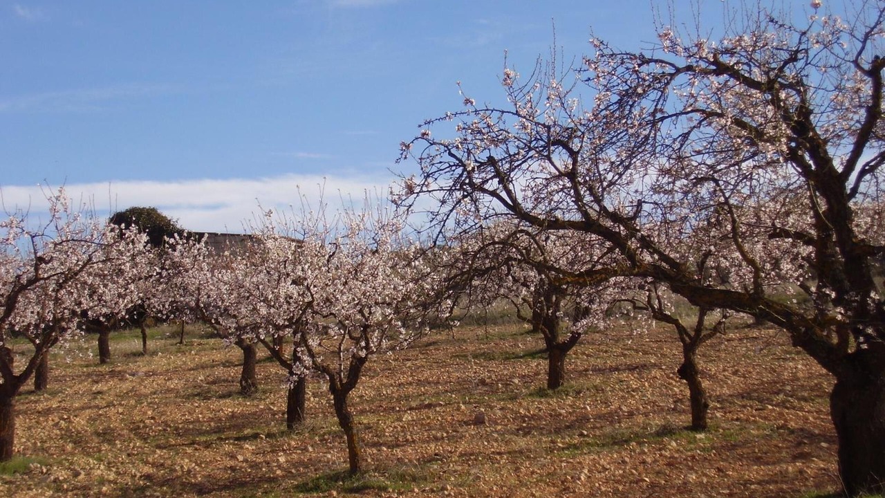 Photo of Outdoor in La Almudema