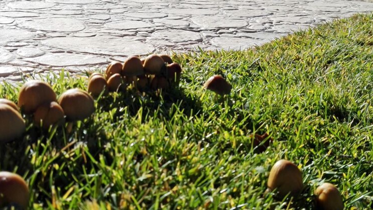 Photo of Outdoor in Grado del Pico