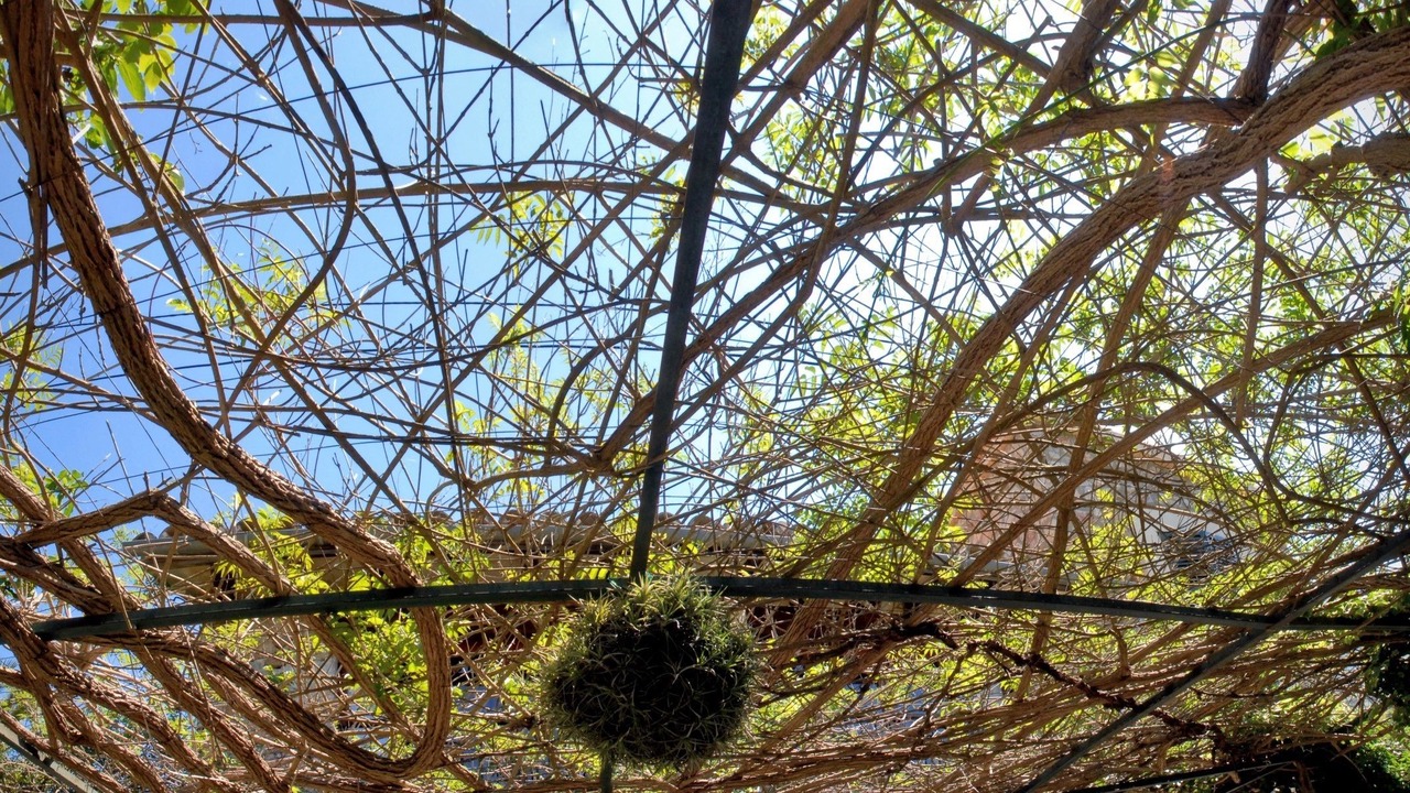 Photo of Outdoor in S'Arxiduc