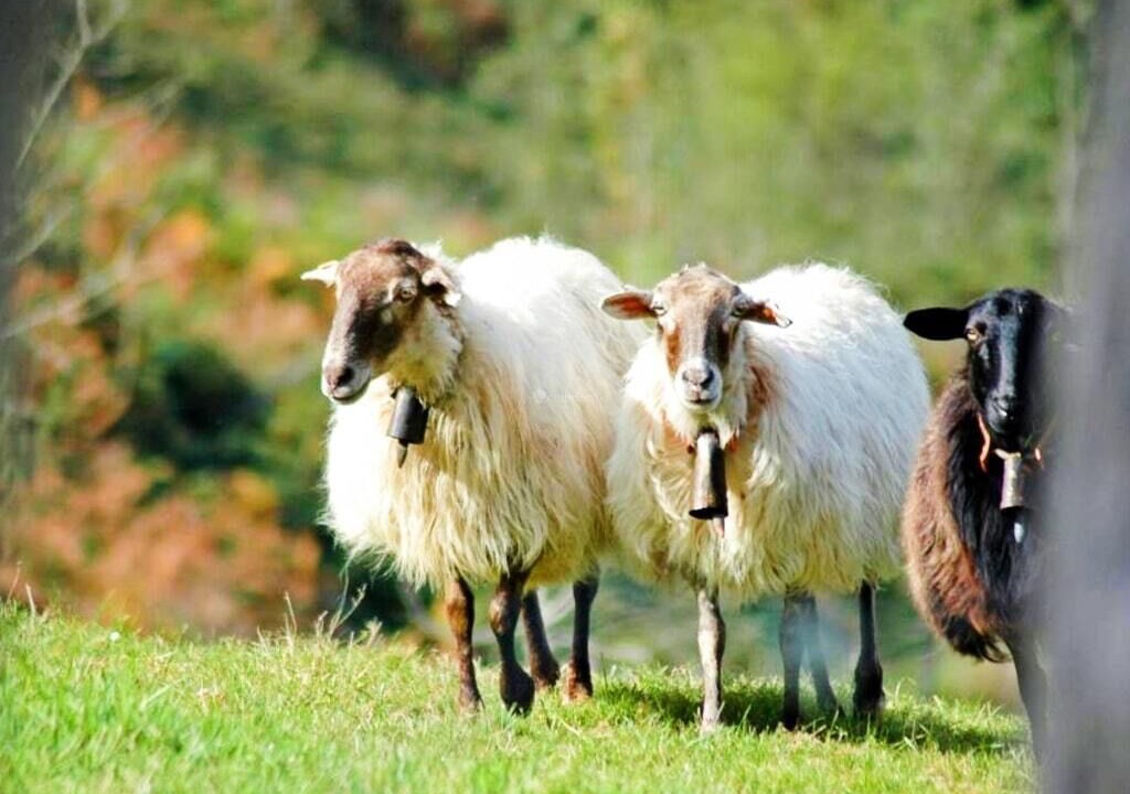 Photo of Others in Bobia de Abajo