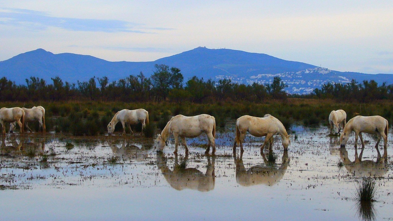 Photo of Outdoor in Pelacalc