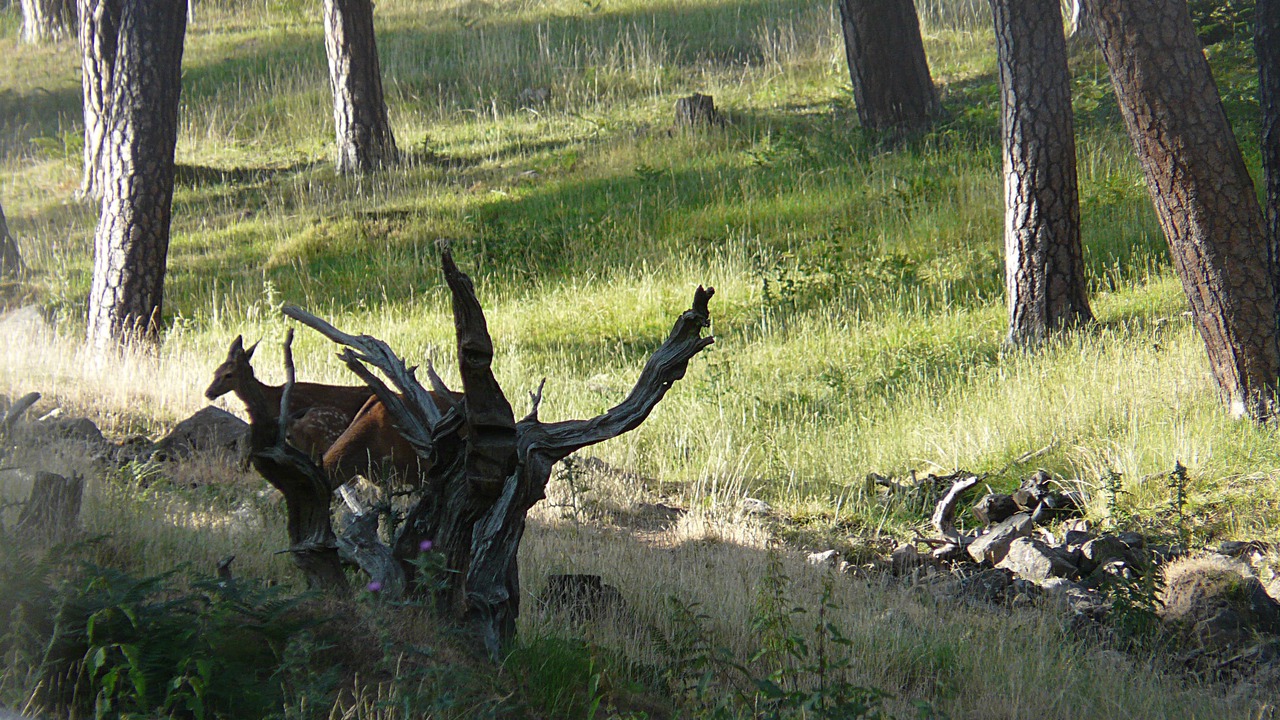 Photo of Outdoor in Quintanar de la Sierra