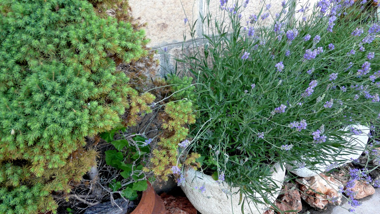 Photo of Outdoor in Quintanar de la Sierra