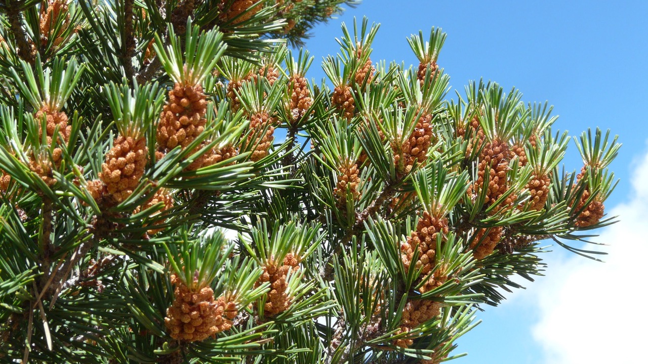 Photo of Outdoor in Quintanar de la Sierra