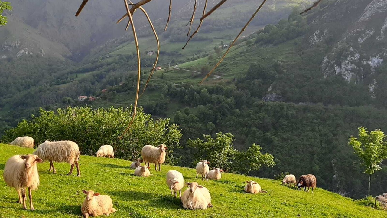 Photo of Outdoor in Bobia de Arriba