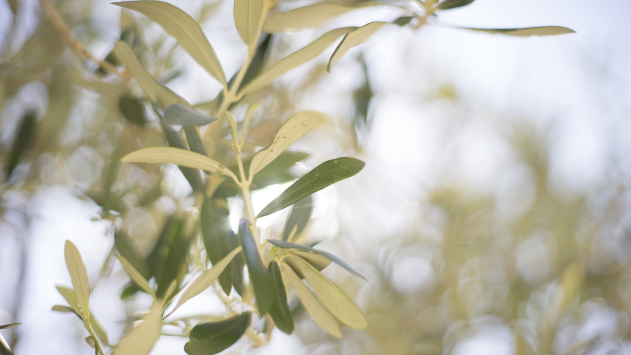Photo of Outdoor in Valldemossa