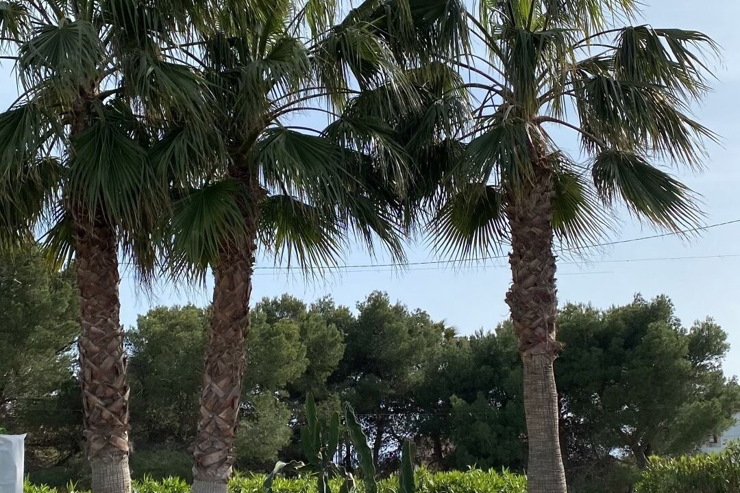 Photo of Others in Cala Pi