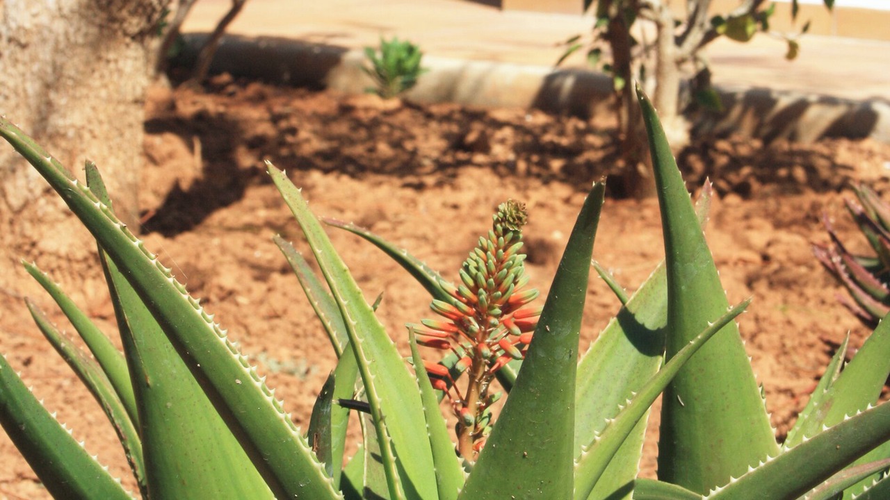 Photo of Outdoor in Santa Eulalia del Rio