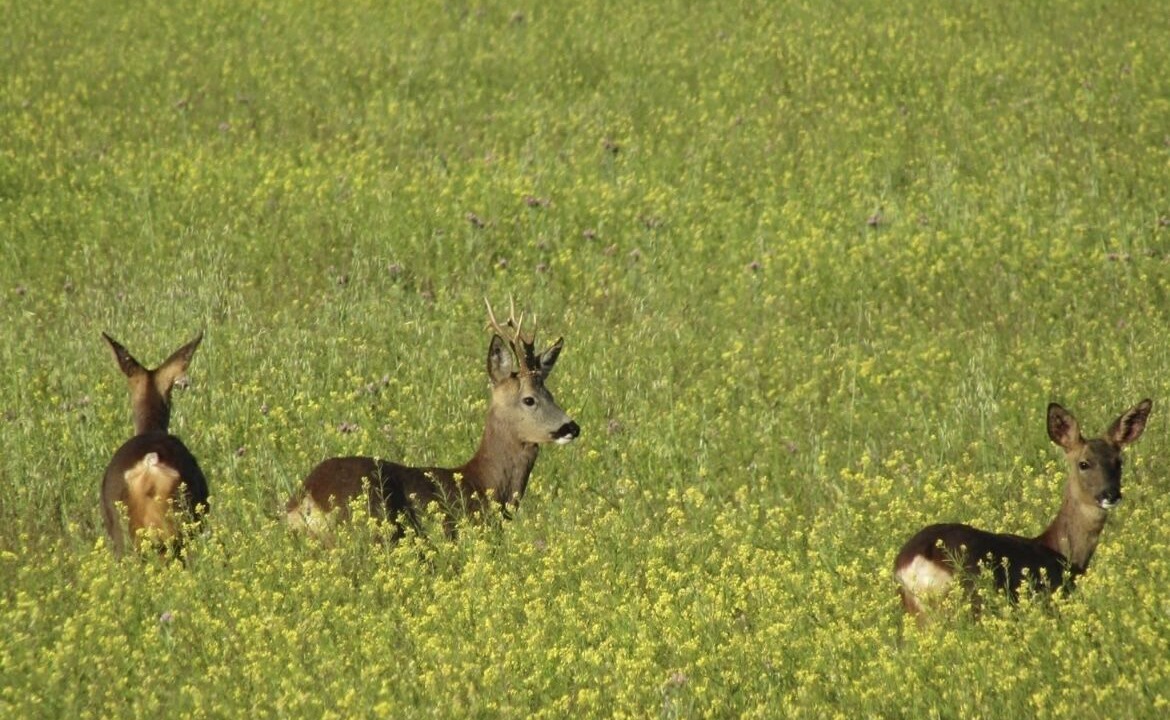 Photo of Others in Arahuetes