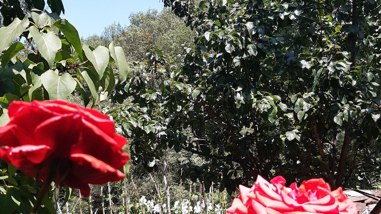 Photo of Outdoor in Villavelayo