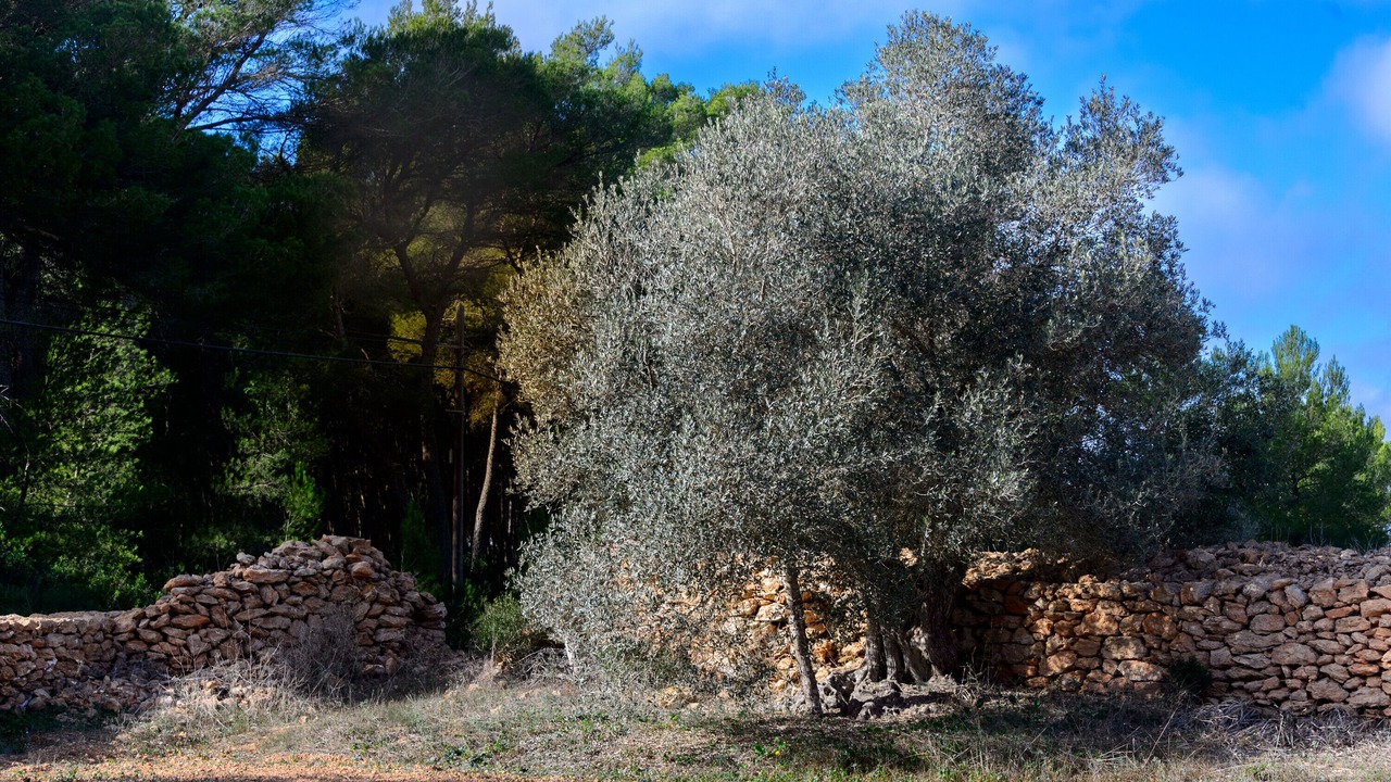 Photo of Others in Pilar de la Mola