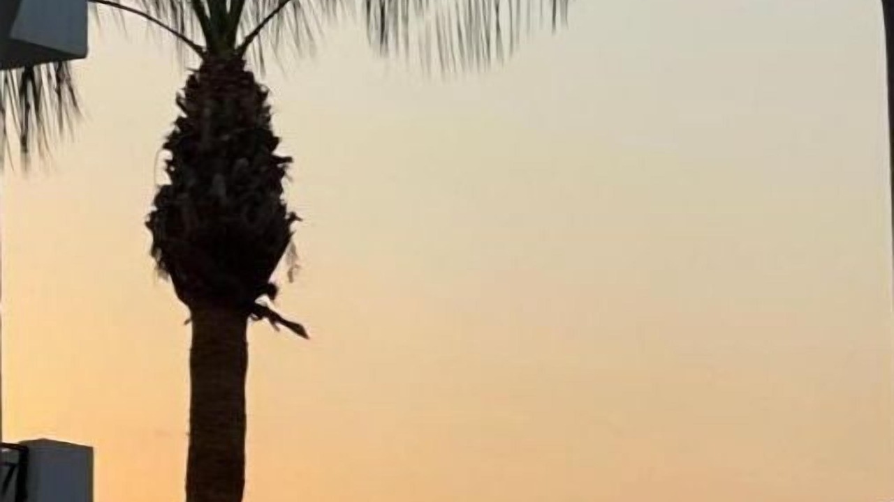 Photo of Others in Palomares