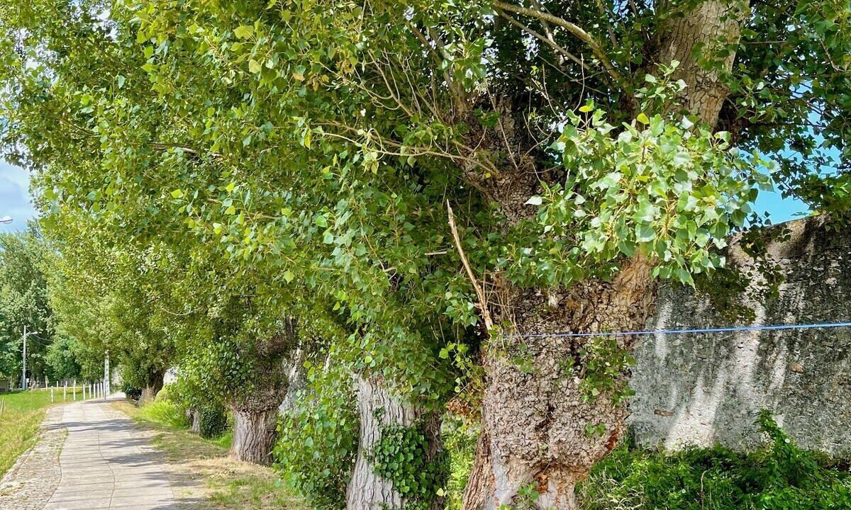 Photo of Outdoor in Viveiro