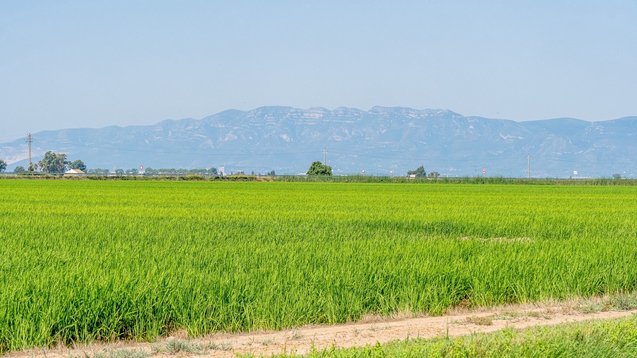 Photo of Others in Sant Jaume d'Enveja