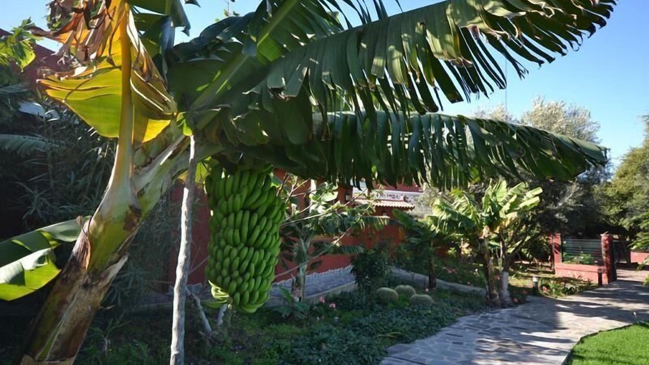 Photo of Outdoor in Arucas