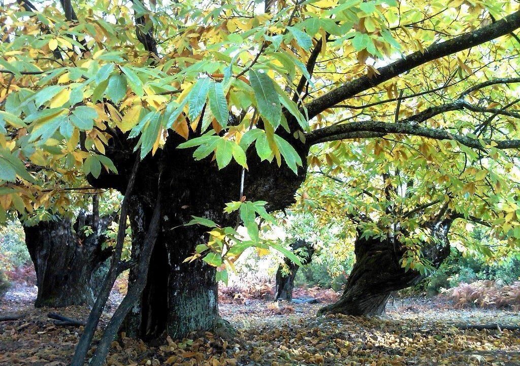 Photo of Outdoor in Carucedo