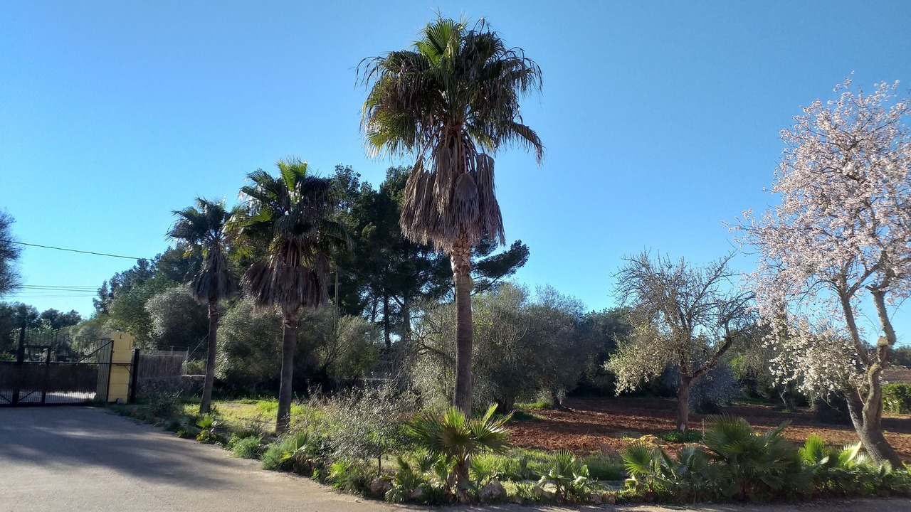 Photo of Outdoor in Sencelles