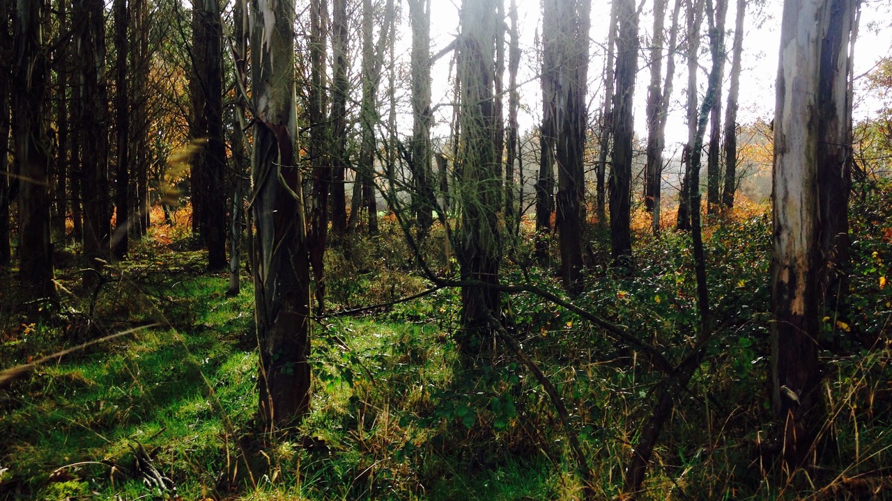 Photo of Outdoor in Monfero