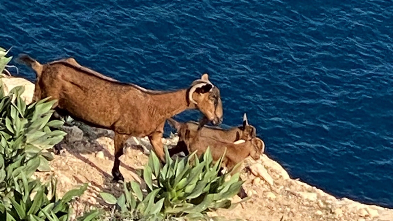 Photo of Others in Son Coll